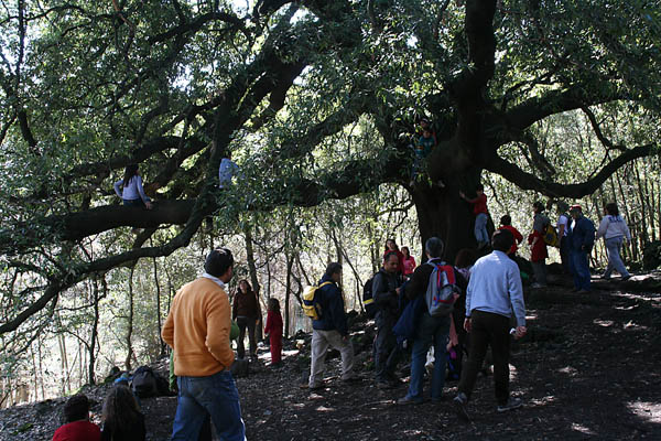 Quercus ilex / leccio